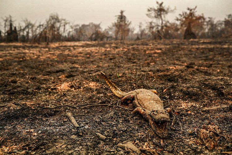 Queimadas no Pantanal: causas e consequências